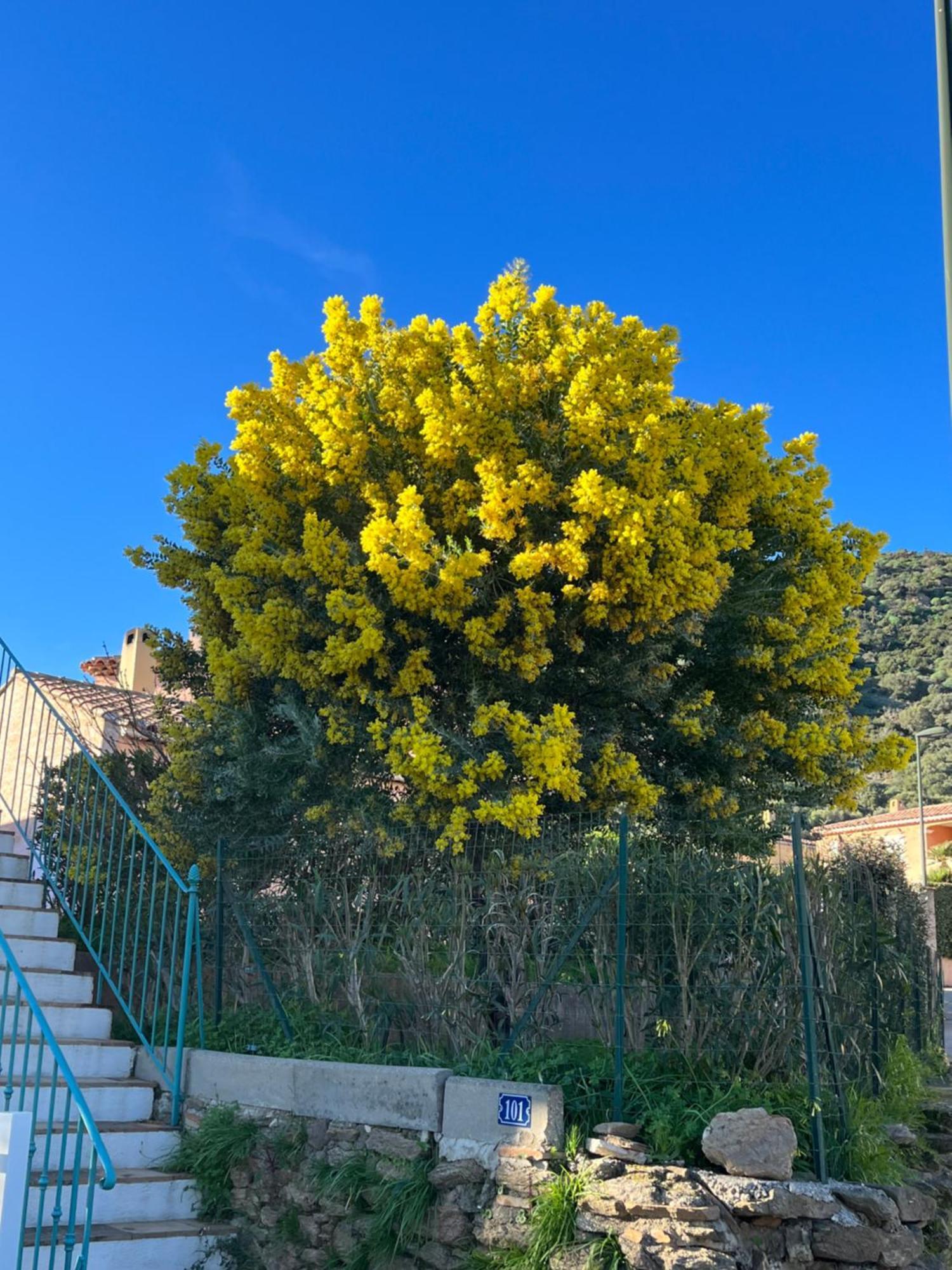 Le Lavandou St Clair Exteriör bild